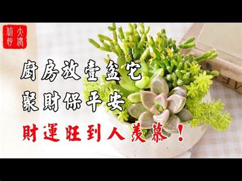 廚房盆栽風水